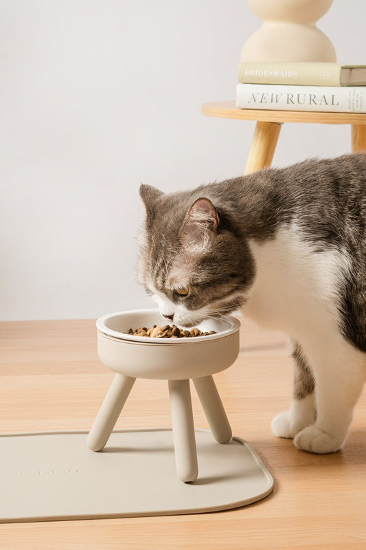 fat cat with cat feeder