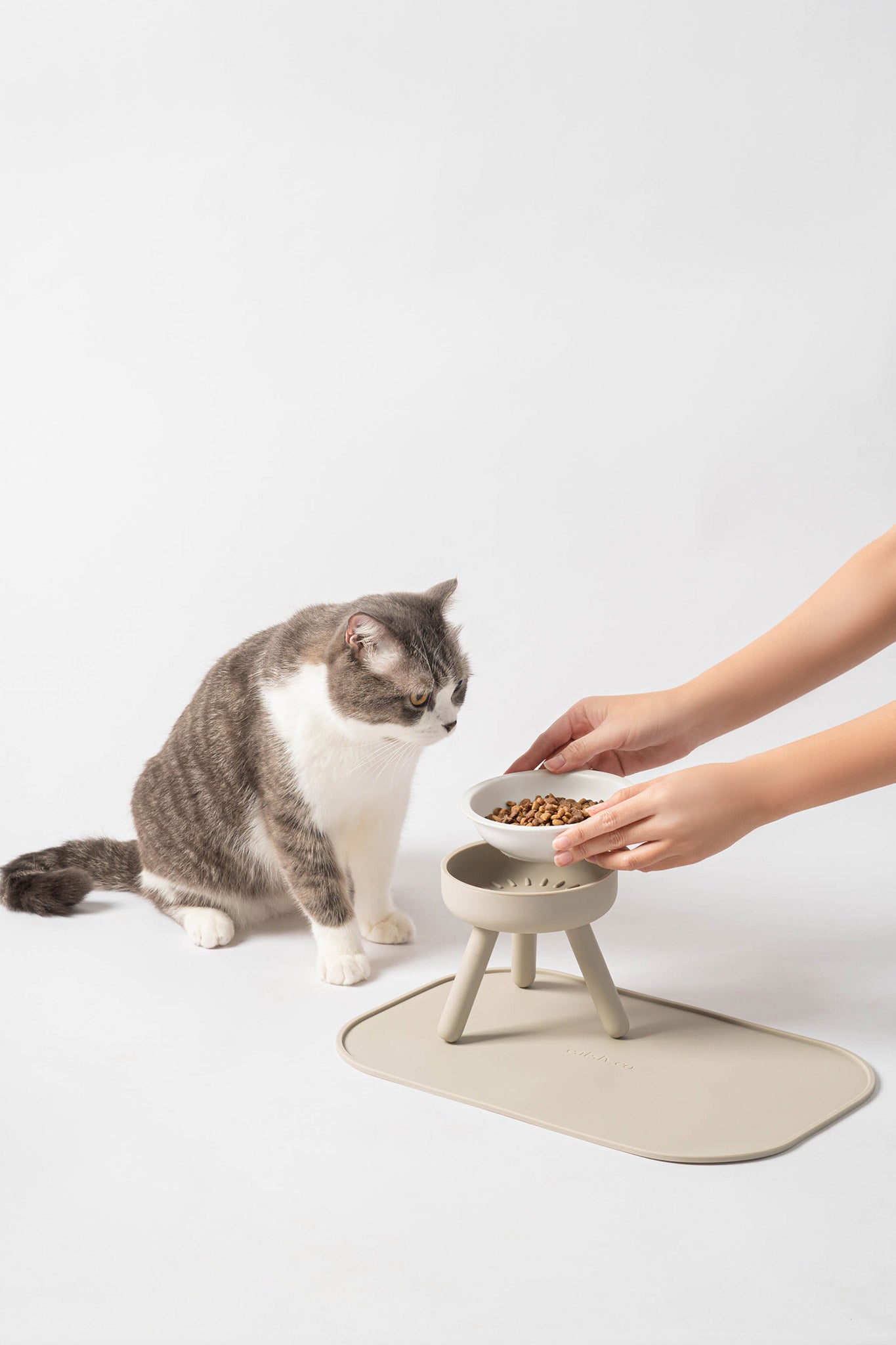 ergonomic cat feeder set with cat