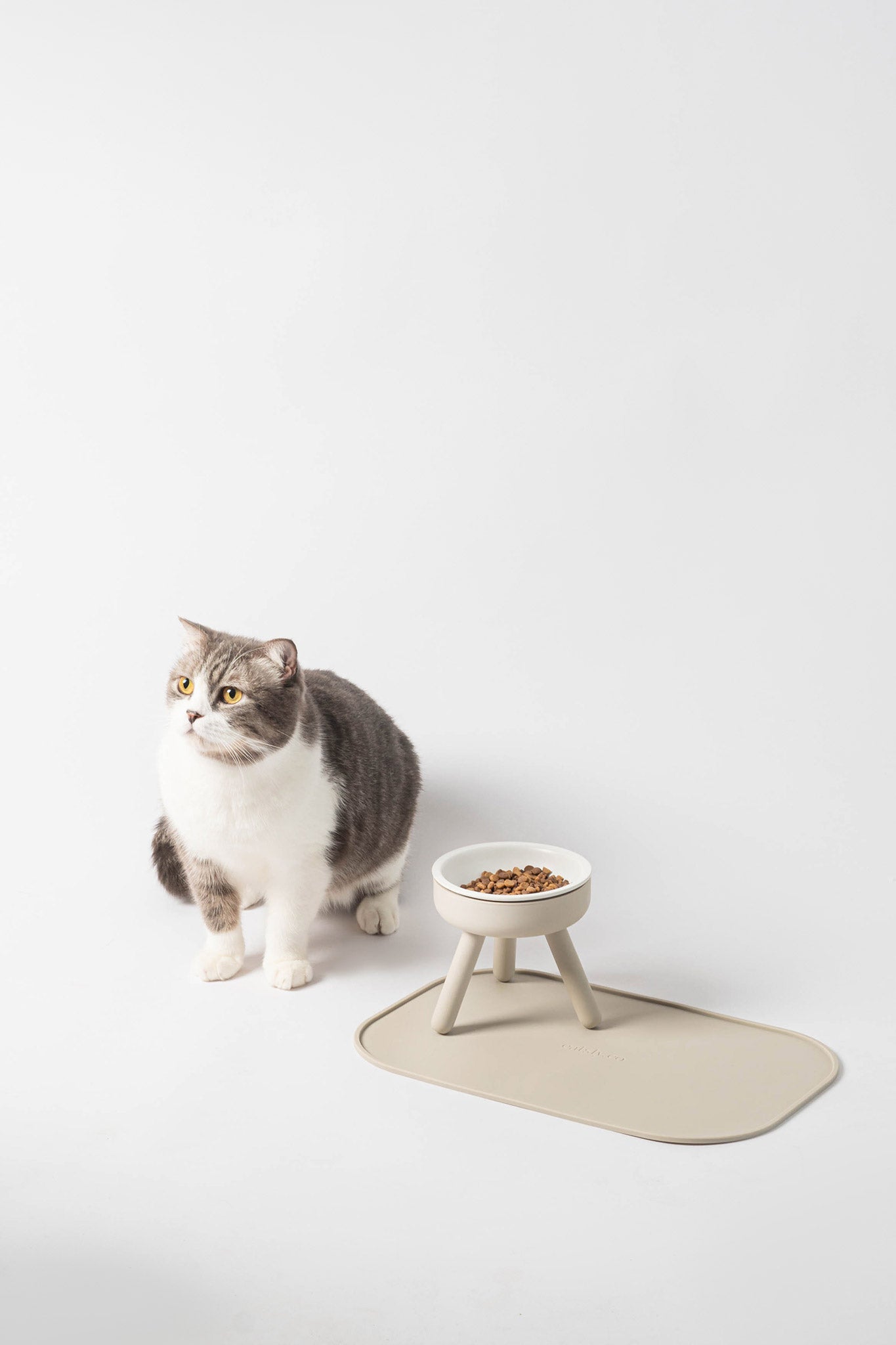 happy cat with dining table