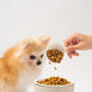 pomeranian with dog feeding table