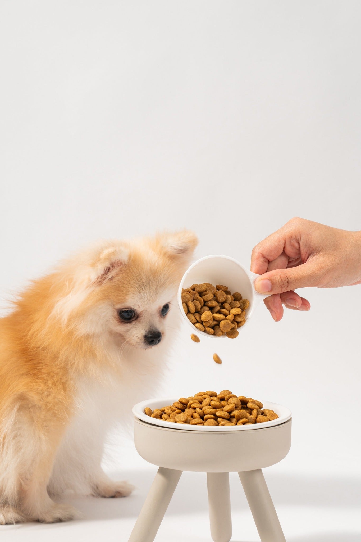 pomeranian with dog feeding table