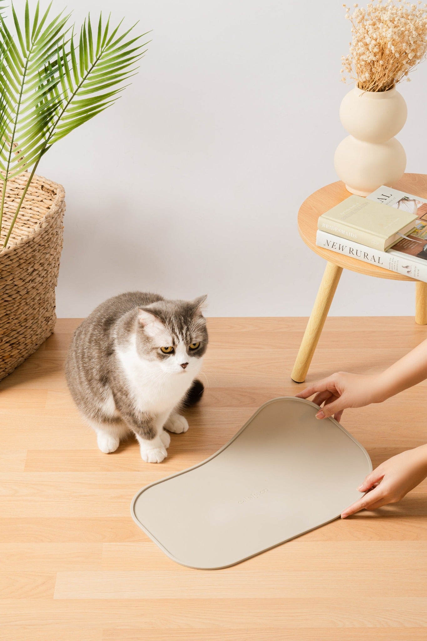 fat cat with pet feeder set