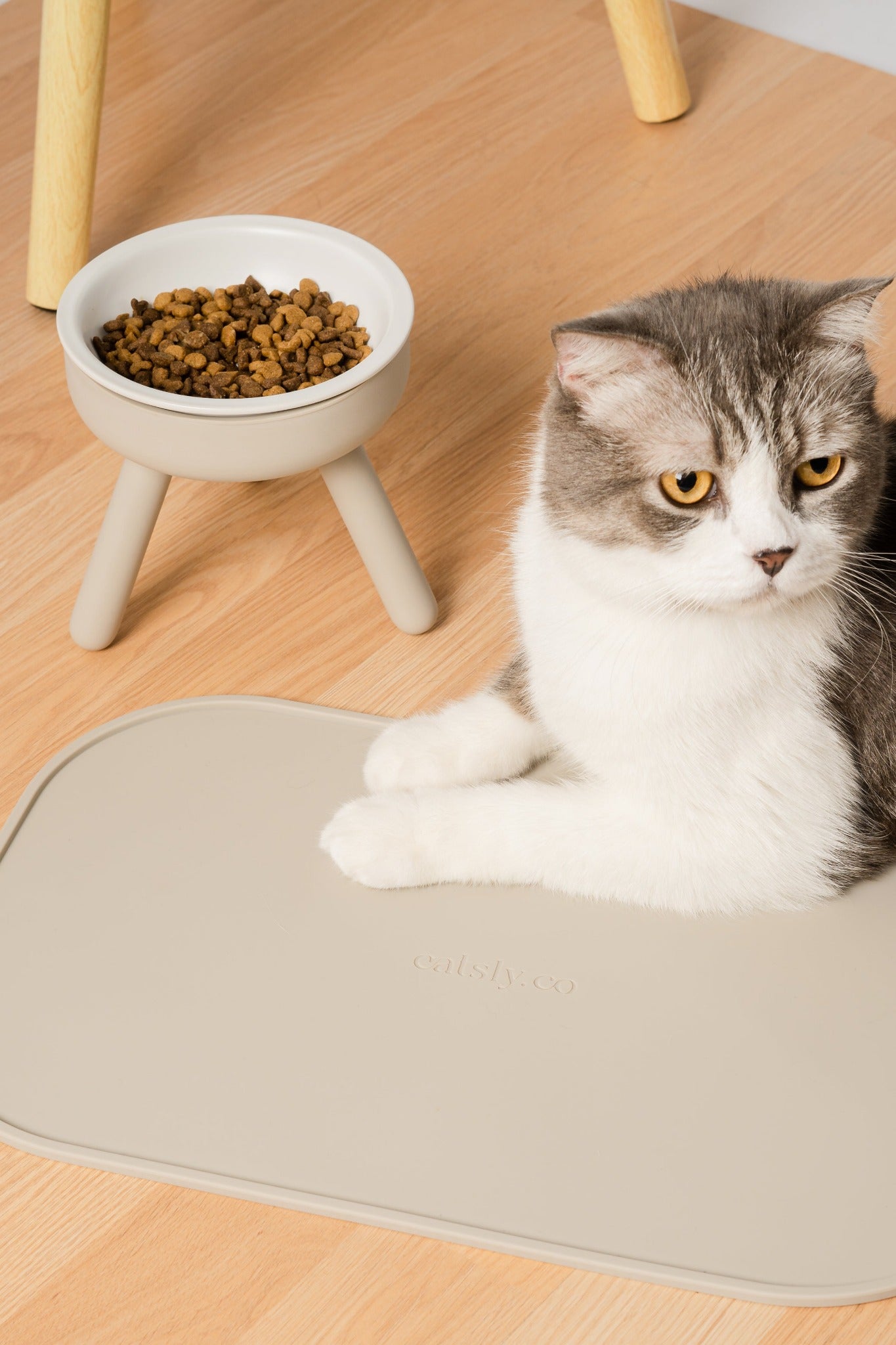 happy cat with pet feeder set